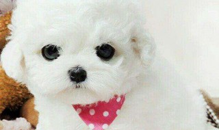 比熊好养吗 50天的比熊好养吗