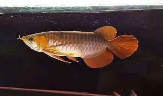 龙鱼怎么养（银龙鱼怎么养及喂养技巧）