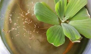 水芙蓉怎么养 水芙蓉怎么养才好