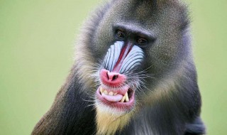 世界最大的猴子（世界最大的猴子正在干架）