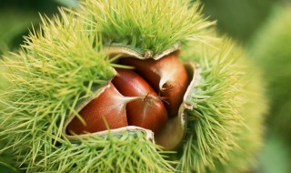 孕妇能吃板栗吗（孕妇能吃板栗吗前三个月）