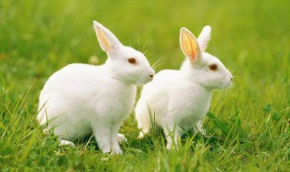 属兔的性格 属兔的性格特点