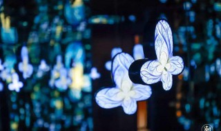 蝴蝶特效怎么拍出高级感（怎样拍蝴蝶好看）