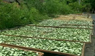 黄瓜晒干怎么晒才能绿（黄瓜晒干怎么晒才能绿色）