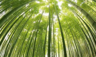 为什么竹子能长得那么快（为什么竹子能长得那么快呀）