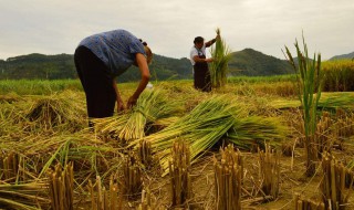 秋天成熟的农作物 秋天成熟的农作物有哪些及颜色
