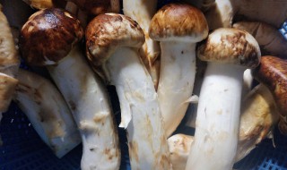 鲜松茸如何保存能够多放点时间 新鲜松茸怎么存放,存放时间最久