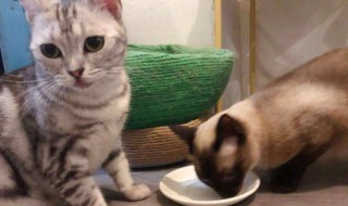 半熟的鸡胸肉可以给猫吃吗 半熟的鸡胸肉可以给猫吃吗视频