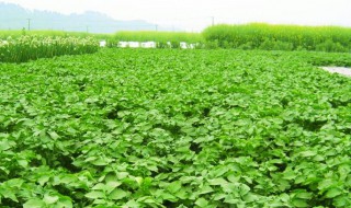 儿菜种植时间和方法 儿菜种植时间和方法施肥