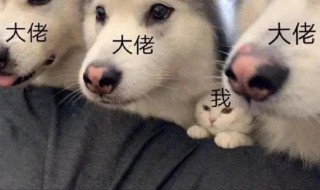 沙雕又可爱的王者荣耀文案（有趣的王者文案）