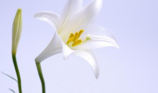百合花适合室内养吗 百合花适合在室内养吗