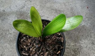 客厅最旺宅的大型植物（客厅最旺宅的大型植物天堂鸟）