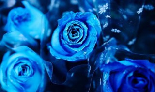 为什么不能送蓝玫瑰（为什么不能送蓝玫瑰 新闻）