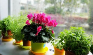 芙蓉花浇水的正确方法（芙蓉花浇水的正确方法视频）