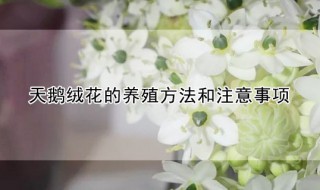 天鹅绒花的养殖方法和注意事项 天鹅绒花的养殖方法和注意事项图片