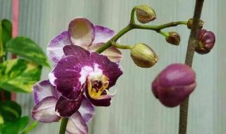 蝴蝶兰叶子掉光了还能活吗（蝴蝶兰叶子掉光了还能活吗怎么养）