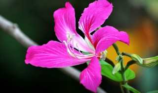 香港的区花是什么花 香港的区花是什么花朵
