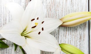 百合花怎么养（百合花怎么养才能开花）