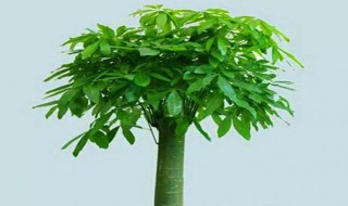 招财棍怎样养 招财棍怎样养开花