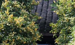 桂花树可以种在院子里吗 桂花树能否种在院子里