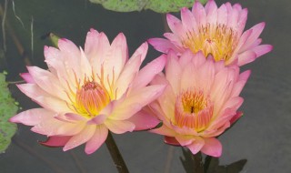 香水小叶莲花怎么养（香水小叶莲花怎么养活）