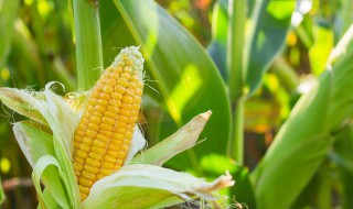 玉米除草剂使用注意事项（玉米除草剂使用注意事项及禁忌）