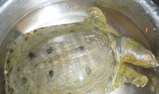 杀鳖的正确方法 杀鳖的正确方法是什么