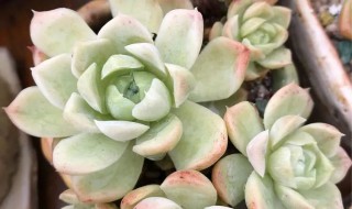 白月影多肉的养殖方法和注意事项 白月影多肉用什么土养好