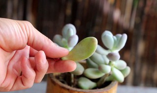 多肉布丁的养殖方法和注意事项 多肉布丁的养殖方法和注意事项视频