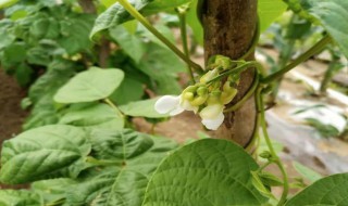 白芸豆种植时间和方法 白芸豆种植时间和方法黑龙江