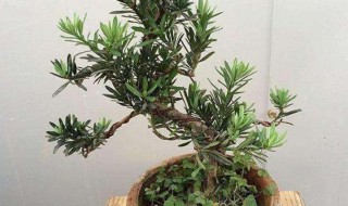 罗汉松浇水的正确方法 罗汉松浇水的正确方法图片