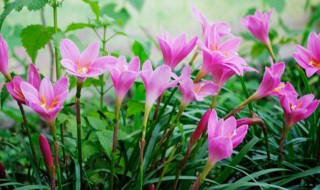葱兰种球种植方法（葱兰种球种植方法图片）