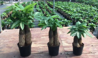 光杆发财树催芽方法 发财树树枝怎么催芽