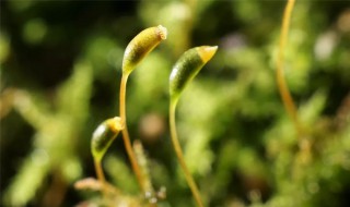 樱花种子怎么破壳发芽（樱桃种子怎么破壳发芽）