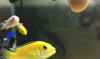 三湖慈鲷多久吐出小鱼（三湖慈鲷多久吐出小鱼视频）