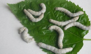 蚕卵是什么样的（蚕卵是什么样的形状颜色大小）