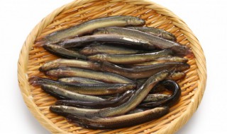 炖泥鳅的家常做法 腊肉炖泥鳅的家常做法