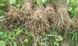 何首乌的种植方法 何首乌的种植方法和时间怎样管理