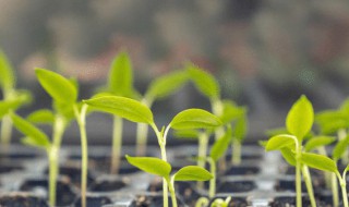 种子种植方法 玫瑰花种子种植方法