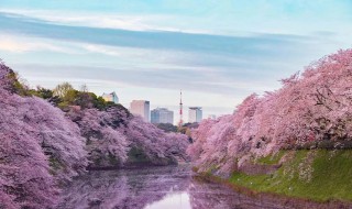 日本国歌歌词中文翻译（日本国歌歌词中文翻译就明白野心）