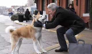 忠犬八公的故事简介 忠犬八公的故事简介50字