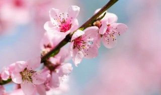 我爱桃花我爱家歌词 我爱桃花我爱家歌词是什么意思