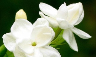 茉莉花的歌词（茉莉花的歌词是什么）