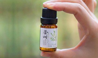 茶树精油的作用和功效 迷迭香精油的作用和功效
