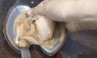 河蚌如何清洗 河蚌如何清洗视频