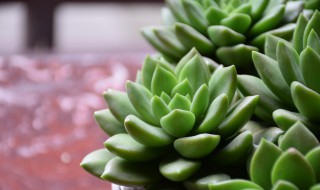 多肉有什么作用（多肉有什么作用?）