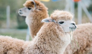 羊驼为什么叫草尼玛 羊驼是叫草尼玛
