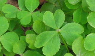 三叶草的作用 三叶草的作用是什么