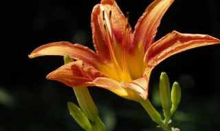 忘忧草的含义是什么（忘忧草的含义是什么意思）