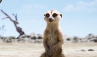 丁满是什么（丁满是什么动物为原型）